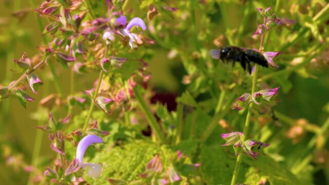 Violet carpenter bee (Xylocopa violacea) landing on clary (Salvia sclarea) flower