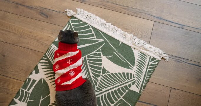 Fluffy feline dressed in warm Christmas knitwear stays still on patterned rug, showing pet wardrobe struggle while grey cat endures cozy knit pullover during peaceful indoor winter moments.
