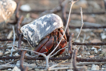 hermit crab on the move © William