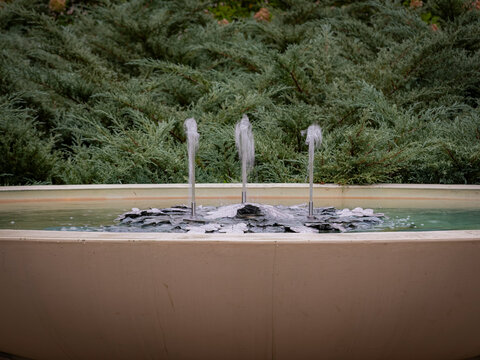 Water jets spraying into a stone basin fountain surrounded by dense evergreen foliage in a peaceful park garden