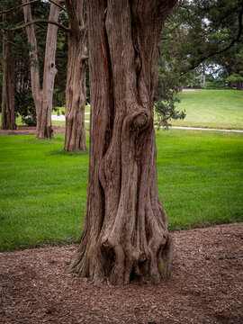 Textured trunk of a weathered cedar tree in a green park with lush grass lawn and mulch base
