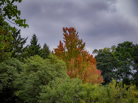 Vibrant autumn maple tree with changing red and orange leaves standing out against green forest foliage under overcast storm skies