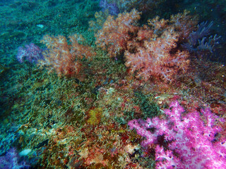 colorful coral reef in the sea © taffpixture