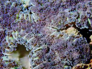 Close up of anemone © taffpixture
