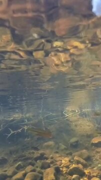 Underwater footage of a forest stream: small fish eating a slice of bread.
