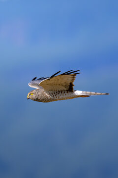 Male Northern Harrier Gliding Low in Flight Against a Soft Blue Background
