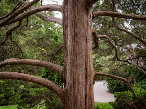 Textured cedar tree trunk with sprawling weathered branches against dense green park foliage and garden pathway