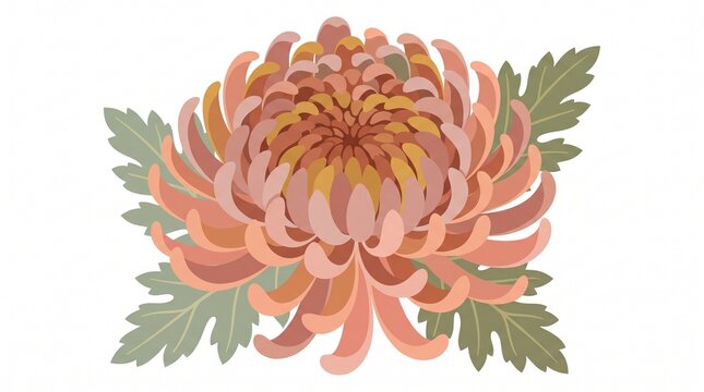 vector illustration of chrysanthemum flower