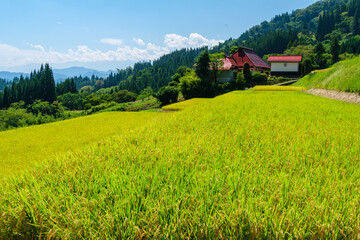 山村の棚田 © Snoopy walk