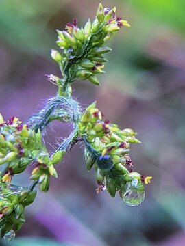 Close up macro of barnyard grass Echinochloa crus galli flowers with water droplets dew on hairy stem after rain. Tiny green grass florets with yellow and purple stamens blooming, nat