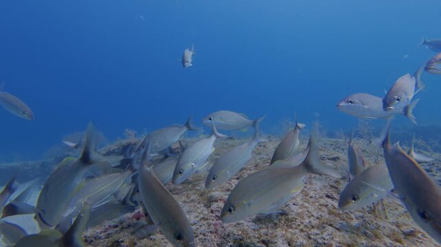 underwater view of a school of fish swimming in ocean with coral reef