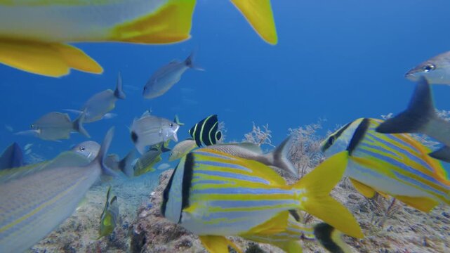 underwater view of a school of fish swimming in ocean with coral reef