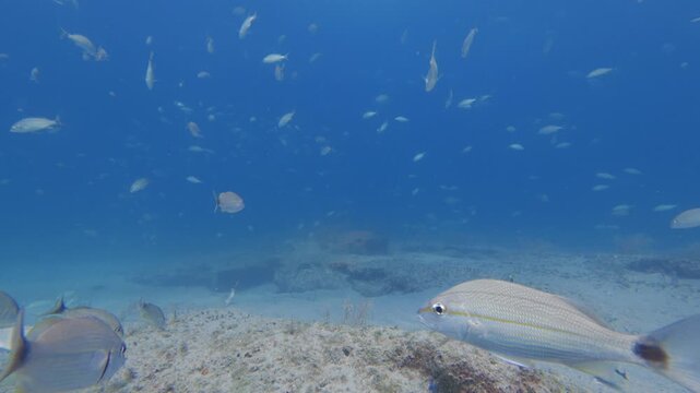 underwater view of a school of fish swimming in ocean with coral reef