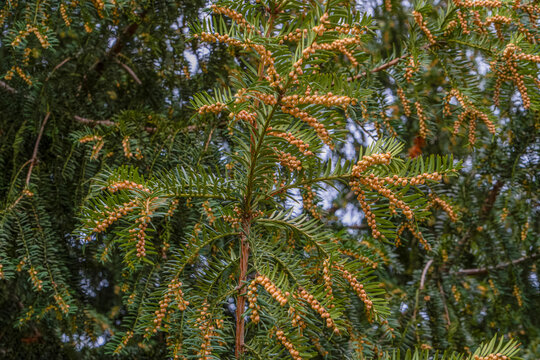 Close-up of a Taxus baccata yew tree branch filled with green needle-like leaves and tiny yellow male pollen cones blooming in natural light against a soft blurred background of foliage