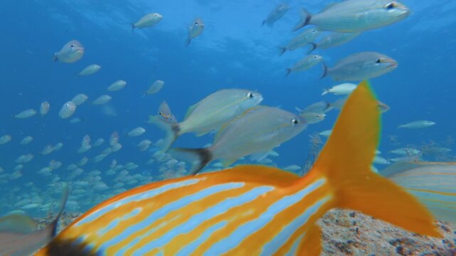 underwater view of a school of fish swimming in ocean with coral reef