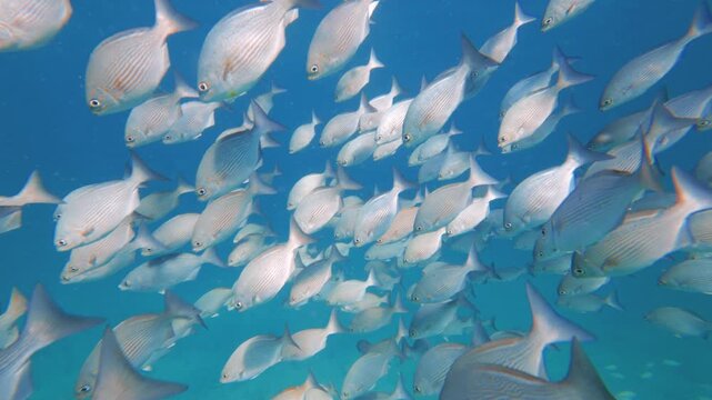 underwater view of a school of fish swimming in ocean with coral reef