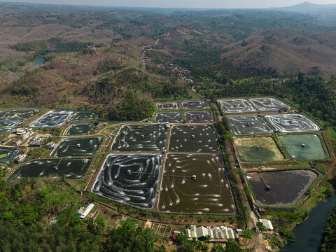 Aerial view of commercial shrimp ponds with active aerators creating circular patterns, surrounded by rolling hills and lush vegetation in Malang, East Java, Indonesia.