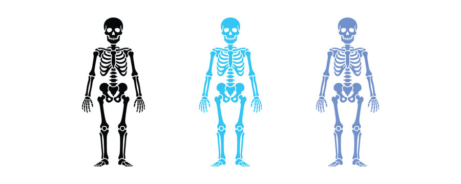 Human Skeletons in Different Styles and Colors.