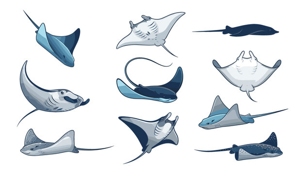 PrintStingray fish illustration vector collection. Manta, skate, devil fish, eagle ray, marine wildlife, underwater creature and ocean life.