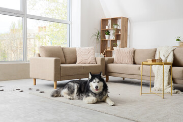 Pet behavior and home mess, Siberian husky dog lying on living room rug with spilled soil from houseplant, domestic life and pet ownership challenges © Pixel-Shot
