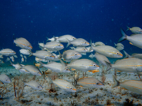 underwater view of a school of fish swimming in ocean with coral reef