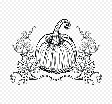 Pumpkin with Leaves and Vines Hand-Drawn Illustration