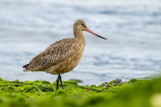 Marbled Godwit shorebird standing on green mossy rocks by the ocean