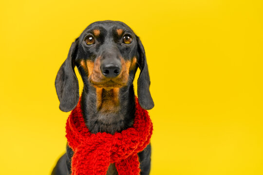 A black and tan dachshund dog with big brown eyes wears a chunky red knitted scarf and looks up in a studio, a cozy winter fashion idea with copy space on the bright yellow backdrop.