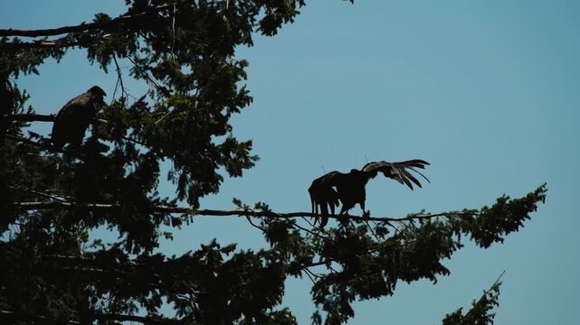 Two California condors perched on a conifer branch at dusk light