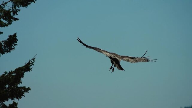 California condor landing on a conifer treetop