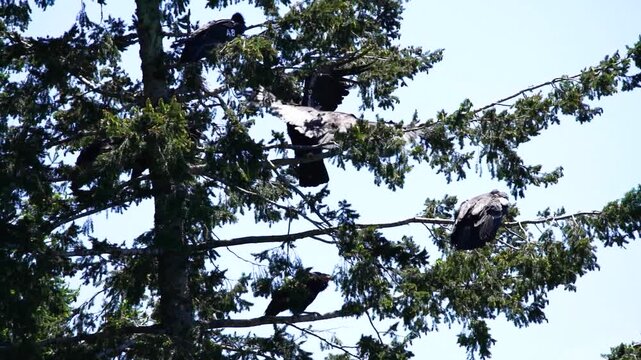 Group of California condors perched in a tall conifer tree