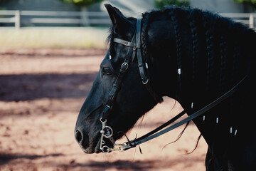 Close-up side profile of a black horse wearing a bridle, showing its braided mane and facial details against a softly blurred background. © ozguadarrama