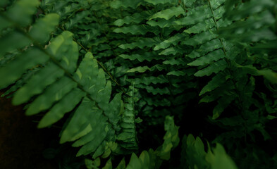 Dense green fern leaves growing in a tropical garden at night, creating a dark botanical background with layered foliage and natural texture for wellness, ecology and nature inspired design. © Fahroni