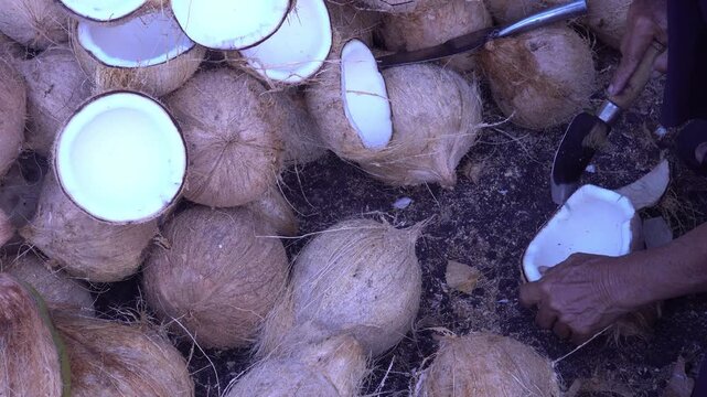 Close-Up Hands of Elderly Woman Peeling and Separating Coconut Flesh from Shell