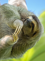 Brown Throated Three Toed Sloth (Bradypus variegatus) Hanging Upside Down © Andres Espinoza 