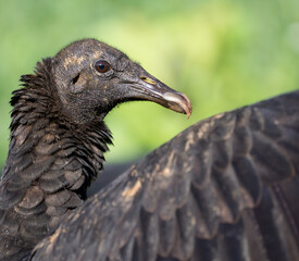 Black Vulture (Coragyps atratus) Head and Wing Close Up © Andres Espinoza 