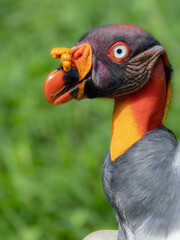 Adult King Vulture (Sarcoramphus papa) Head Profile Portrait © Andres Espinoza 