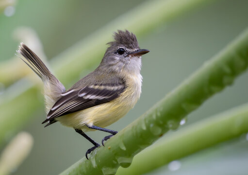 Southern Beardless Tyrannulet (Camptostoma obsoletum) Perched on Wet Branch