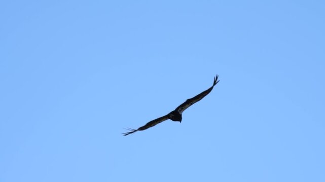 California condor banking in slow motion against a clear blue sky