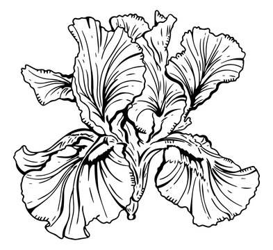 Blooming Iris Flower