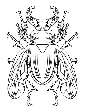 Stag Beetle with Spread Wings
