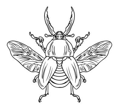 Flying Stag Beetle with Open Wings