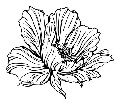 Blooming Hibiscus Flower