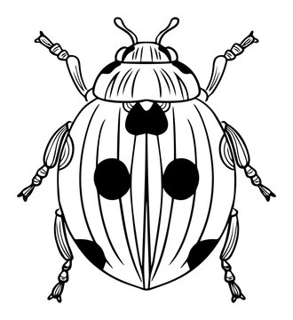 Spotted Ladybug Line Art