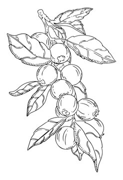 Cranberry Cluster with Leaves