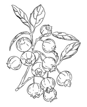 Cranberry Branch Botanical Illustration