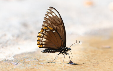 Papilio clytia clytia or The Common Mime while sucking up mineral salt and water on rocks from Tat Ton National Park, Mueang Chaiyaphum District, Chaiyaphum Province, Thailand. © Saharath
