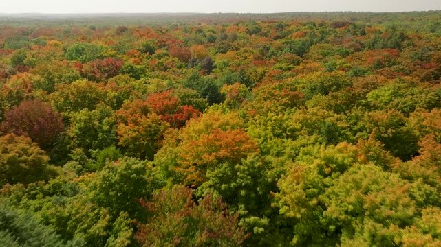 Fast aerial flight over a colourful autumn forest, Manitoulin Island