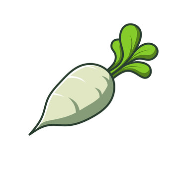 vector illustration of a cucumber