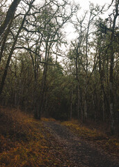 Fototapeta premium Winding Dirt Hiking Trail Leading into Moody Bare Forest in Late Autumn